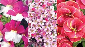 Nemesia Sunsatia Plus ‘Little Berry’, Saxifraga So Saxy Series, Calibrachoa Superbells® ‘Double Redstone’ - images: Michael Perry/Proven Winners